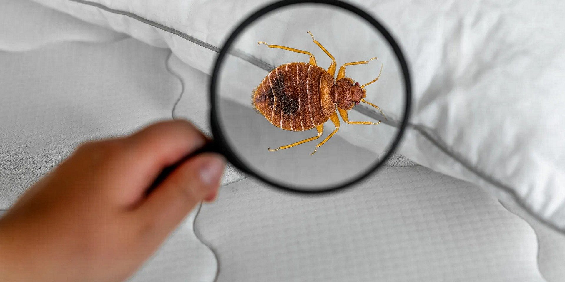 punaises de lit qui reviennent après traitement punaises de lit qui reviennent après traitement