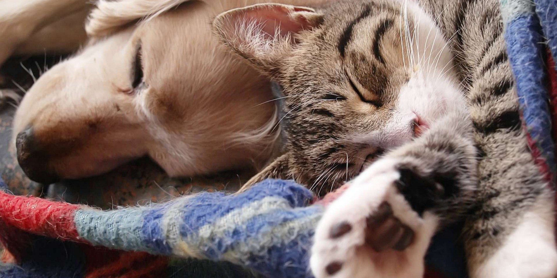 tout savoir punaises de lit et animaux de maison zilbug tout savoir punaises de lit et animaux de maison zilbug