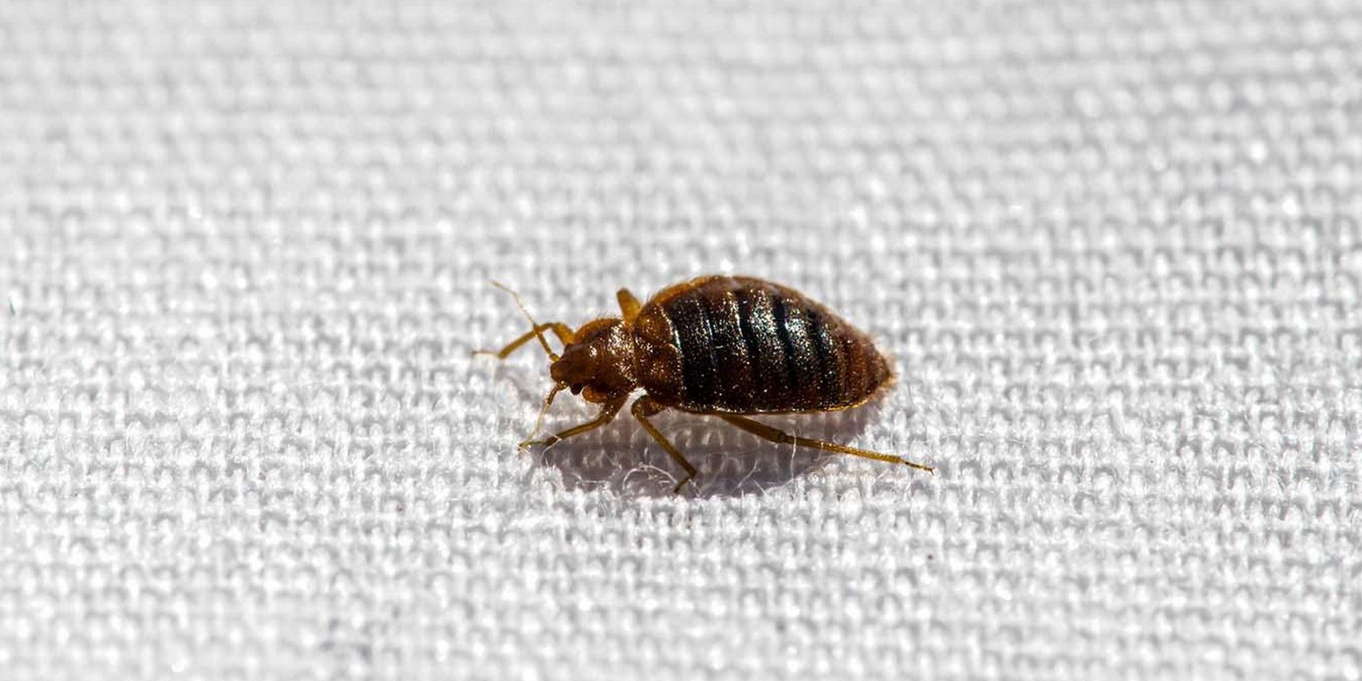 une seule punaise de lit comment faire zilbug une seule punaise de lit comment faire zilbug